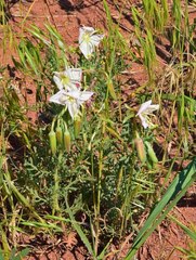 Oenothera coronopifolia