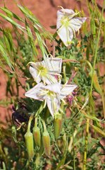 Oenothera coronopifolia