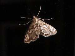 Neocataclysta magnificalis