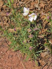 Oenothera coronopifolia