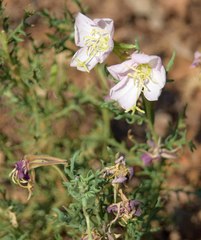 Oenothera coronopifolia