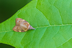 Cenopis diluticostana