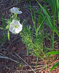 Oenothera coronopifolia