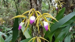 Prosthechea brassavolae