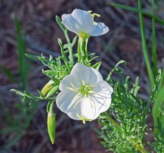 Oenothera coronopifolia