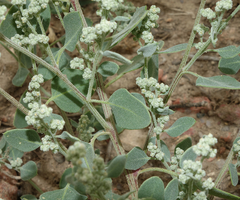 Chenopodium watsonii