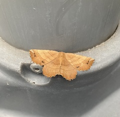 Euchlaena johnsonaria