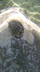 Haliotis tuberculata tuberculata