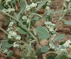 Chenopodium watsonii