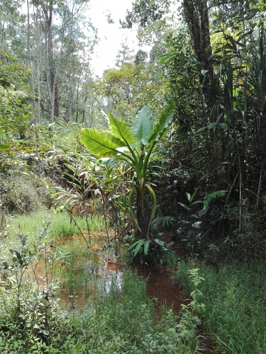 Image of Typhonodorum lindleyanum by (c) Marc Fradera-Soler, some rights reserved (CC BY)