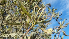 Lyonothamnus floribundus floribundus