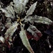 Heterosporium californicum - Photo (c) Dana L. Brown, algunos derechos reservados (CC BY-NC-SA), subido por Dana L. Brown
