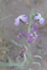 Matthiola sinuata