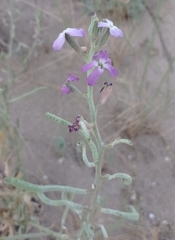 Matthiola sinuata