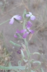 Matthiola sinuata