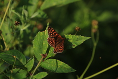 Melitaea diamina