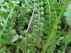 Asplenium viride image
