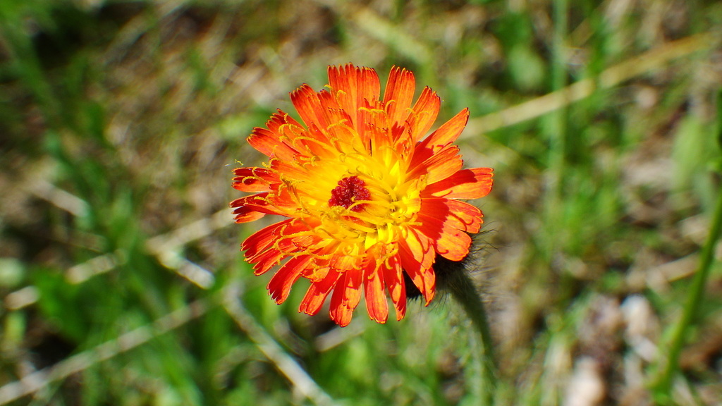 mouse-ear hawkweeds