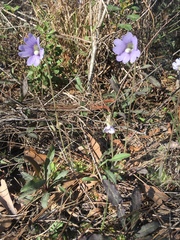 Pinguicula caerulea image
