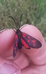 Zygaena viciae charon
