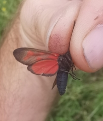 Zygaena viciae charon