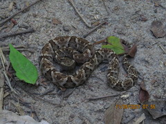 Bothrops leucurus