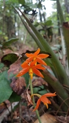 Prosthechea vitellina