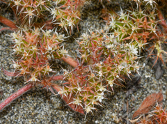 Chorizanthe howellii