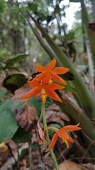 Prosthechea vitellina