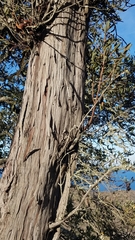 Lyonothamnus floribundus floribundus