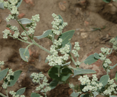 Chenopodium watsonii