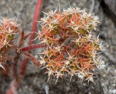 Chorizanthe howellii