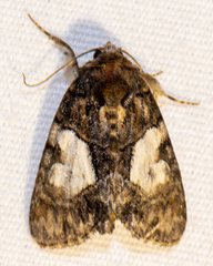 Chytonix