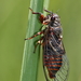 Red-bellied Cicada - Photo (c) antonio_goncalves, some rights reserved (CC BY-NC)
