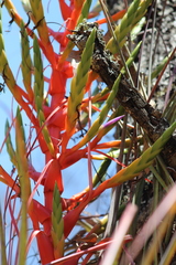 Tillandsia calothyrsus