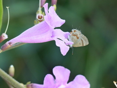 Rubroserrata ecbatana
