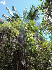 Ravenala hladikorum, photograph Marc Fradera-Soler, CC BY, iNaturalist via GBIF