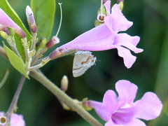 Rubroserrata ecbatana