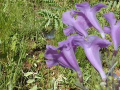 Rubroserrata ecbatana