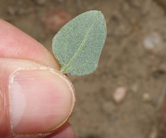 Chenopodium watsonii