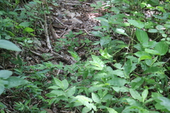 Heraclides rogeri rogeri