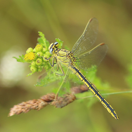 Western Clubtail, photo 3 of 7