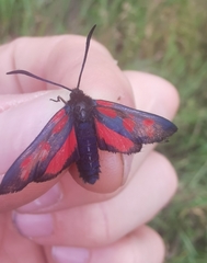 Zygaena viciae charon