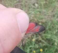 Zygaena viciae charon