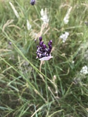 Allium