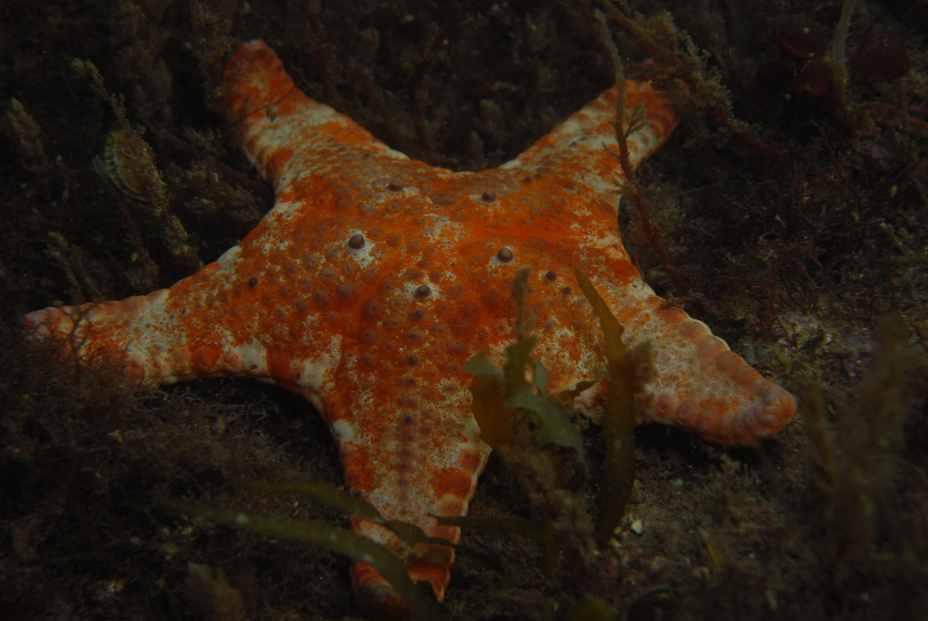 Anthaster