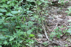 Heraclides rogeri rogeri