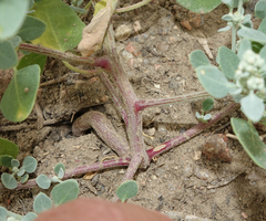 Chenopodium watsonii