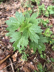 Leonurus cardiaca