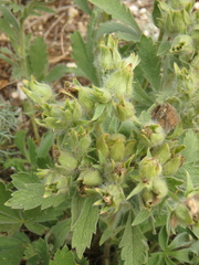 Potentilla astracanica